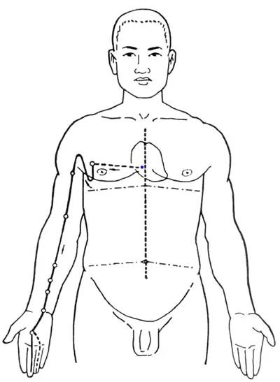 Diagram of the Twelve Meridians (Latest)