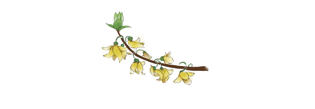 The Health Benefits of Forsythia: Are You Still Confusing It with Jasmine?