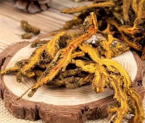 The Efficacy and Functions of Huang Lian (Coptis chinensis)