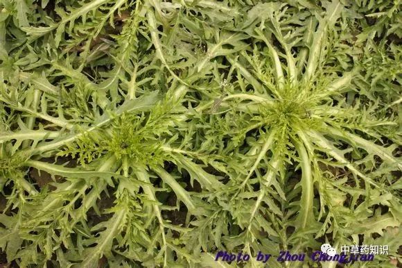 Traditional Chinese Medicine Herb: Safflower (Honghua)