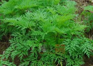 Blood-Invigorating and Stasis-Removing Herbs in Traditional Chinese Medicine