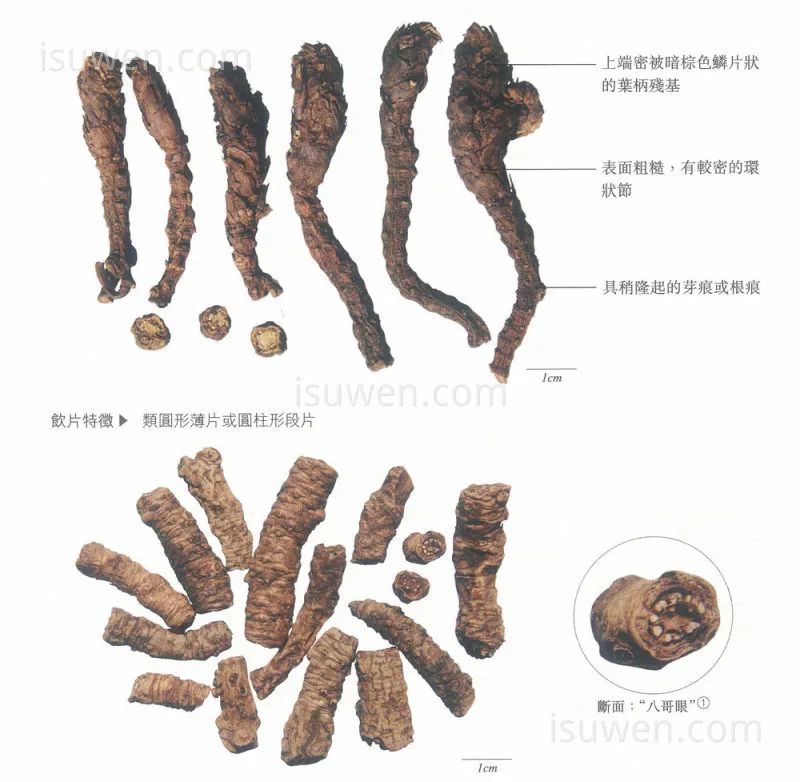 Differences Between Hu Huang Lian and Huang Lian
