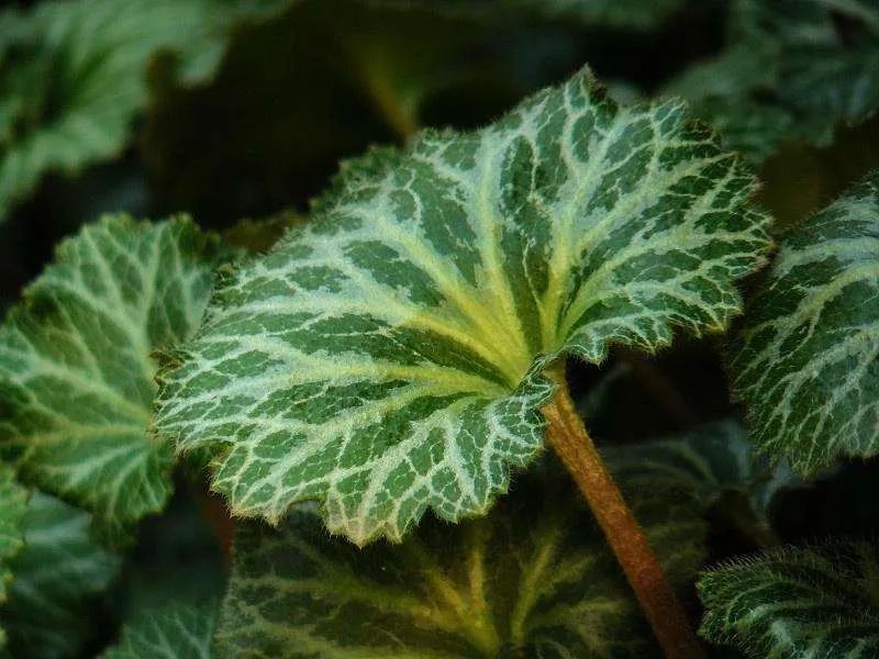 This Herb Treats Toothache, Ear Pain, and Skin Itching