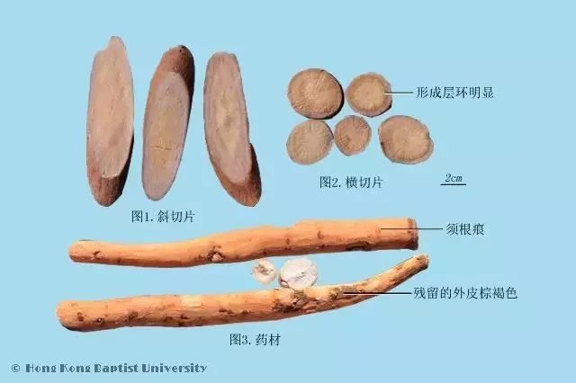 Traditional Chinese Medicine Herb Profile: Bai Shao (White Peony)