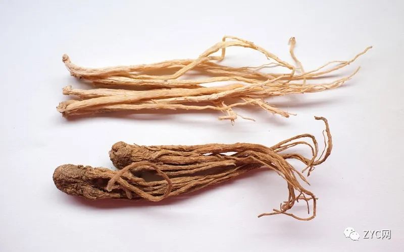 A Comprehensive Guide to the Efficacy and Uses of Codonopsis (Dang Shen)