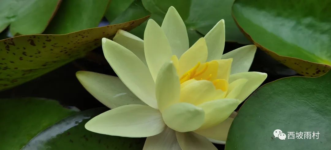 Traditional Chinese Medicine Treatment Principles (Part II): Supporting the Right Qi and Expelling Pathogenic Factors