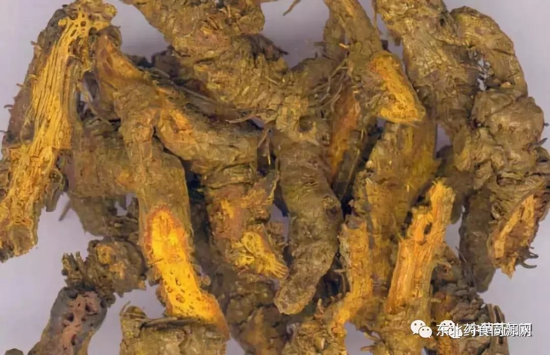 Knowledge of Chinese Medicinal Herbs: Huanglian (Coptis)