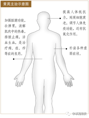 Traditional Chinese Medicine Knowledge | Astragalus