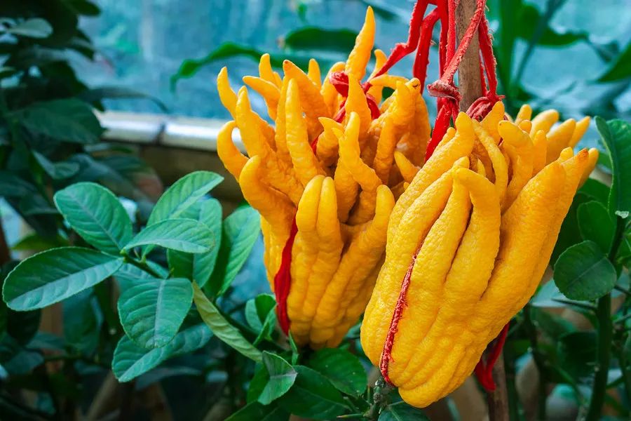 Exploring the Benefits of Fo Shou (Buddha's Hand) in Traditional Chinese Medicine