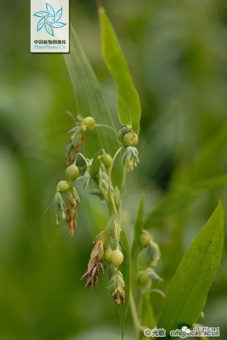 Chinese Herbal Medicine: Coix Seed (Yi Yi Ren)