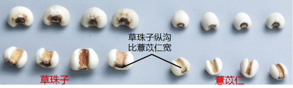 Understanding Coix Seed: The Confusion Between ‘Yi Mi’ and ‘Yi Yi’