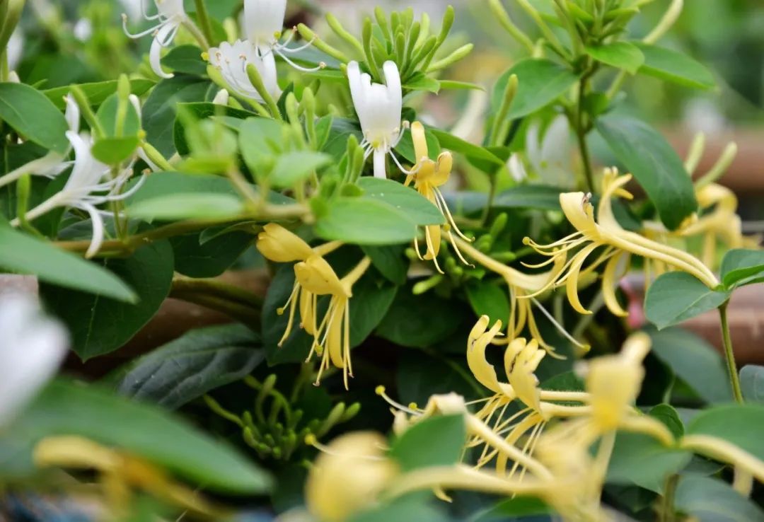 The Efficacy and Functions of Honeysuckle: A Must-Read for Health