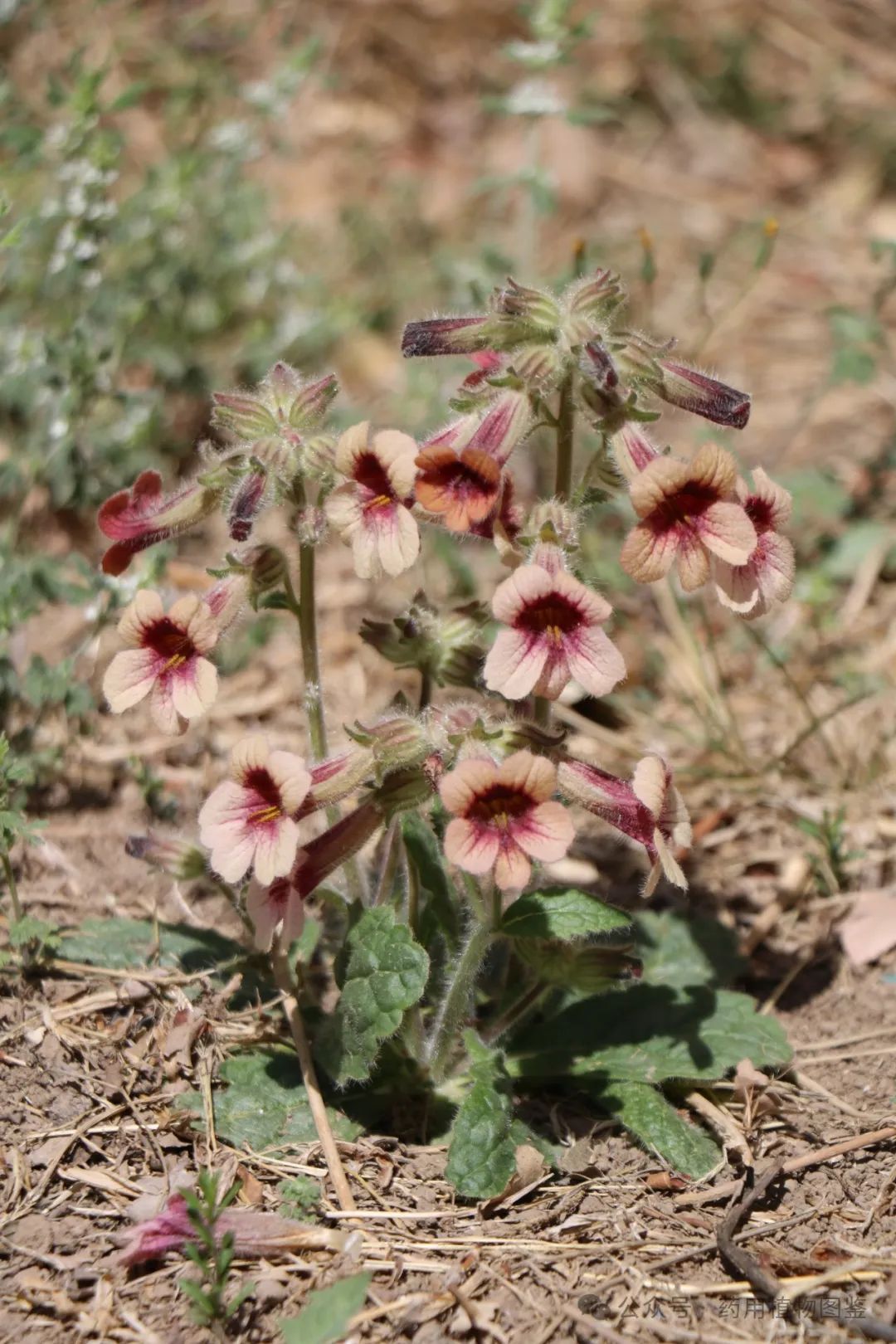 Shudihuang (Rehmanniae Radix Praeparata): Properties, Preparation, and Applications