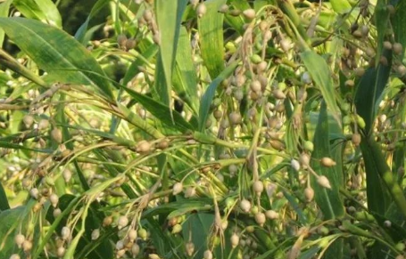 Learn About a Chinese Herb Every Day - Coix Seed (Yì Yǐ Rén)