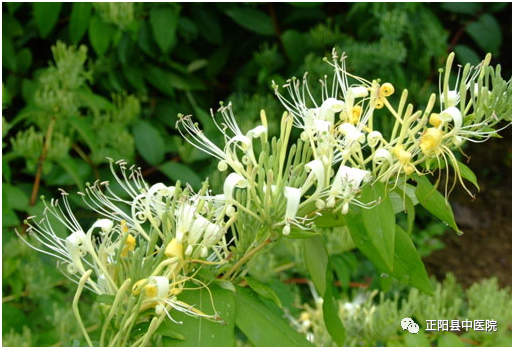 Clearing Heat and Detoxifying: The Benefits of Jin Yin Hua (Honeysuckle)