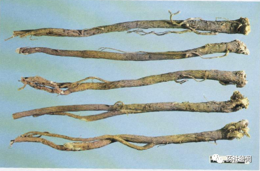 Traditional Chinese Medicine - Huangqi (Astragalus Root)