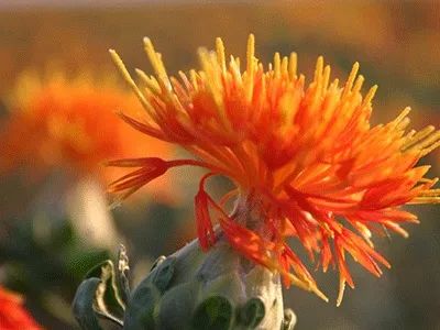 Blood-Activating and Menstrual Regulation Herbs