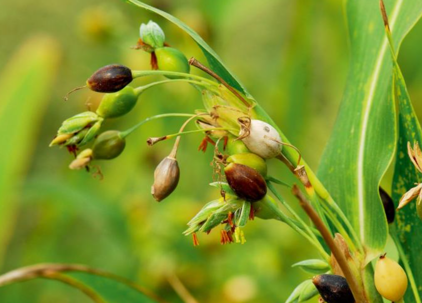 Knowledge of Medicinal Foods - Coix Seed (Yi Ren)