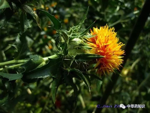 Knowledge of Chinese Herbal Medicine: Safflower