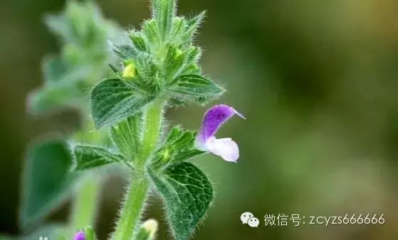Traditional Chinese Medicine Herb: Dan Shen (Salvia miltiorrhiza)