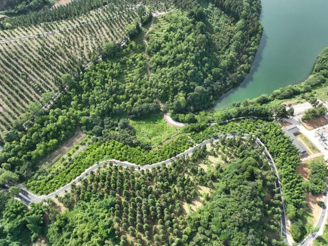 A Remarkable Remedy: Jingzhou Poria