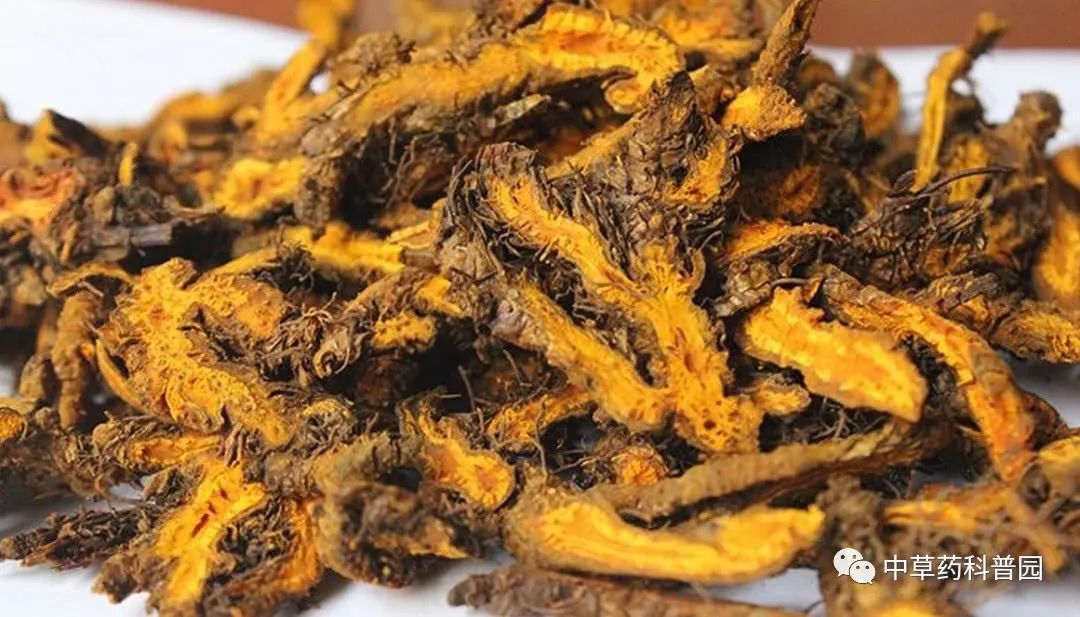 Huang Lian (Coptis Chinensis) - A Comprehensive Guide