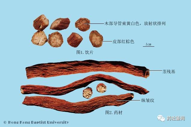 Traditional Chinese Medicine Herb - Danshen (Salvia miltiorrhiza)