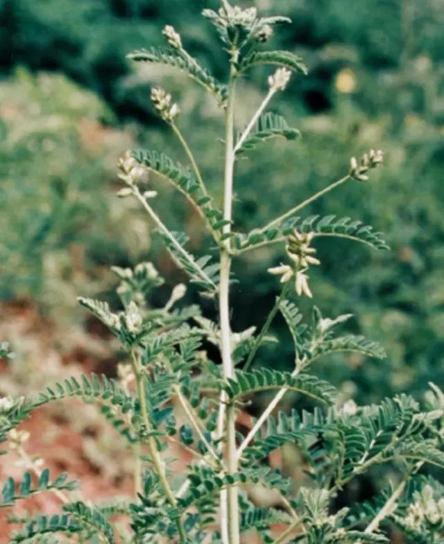 Traditional Chinese Medicine: Astragalus (Huang Qi)