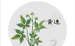 What Are the Differences Between Huang Lian, Da Huang, and Huang Qin?