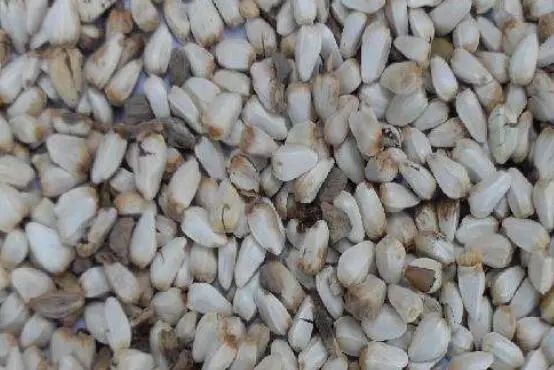 The Miraculous Herb: Safflower (Honghua)