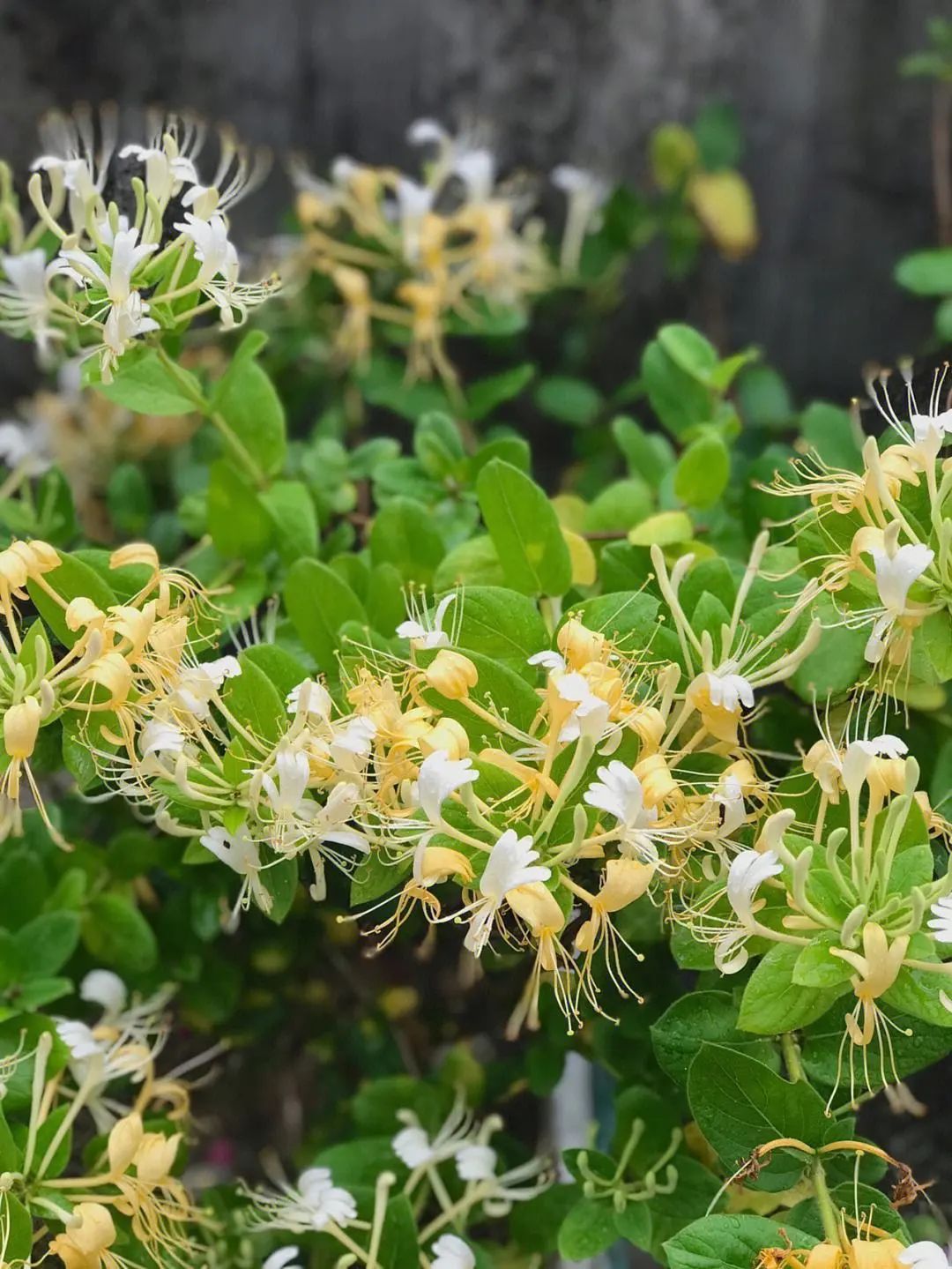 Medicinal Value and Health Benefits of Honeysuckle (Jin Yin Hua)