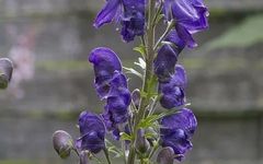 The Story of the Herb Fuzi (Aconite)