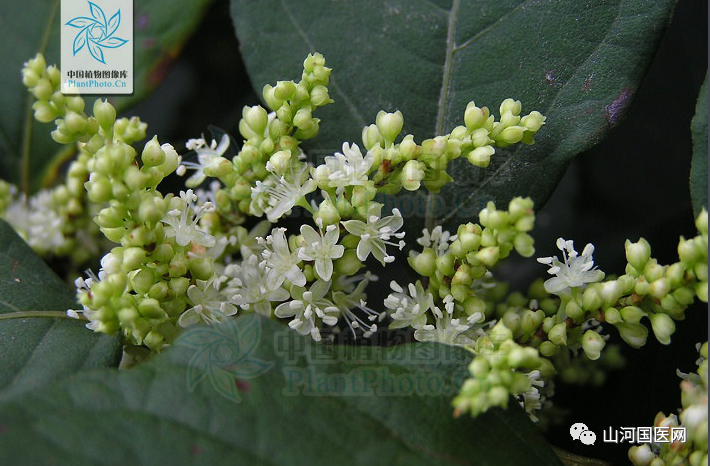 Bencao Gangmu: Hu Zhang (Japanese Knotweed)