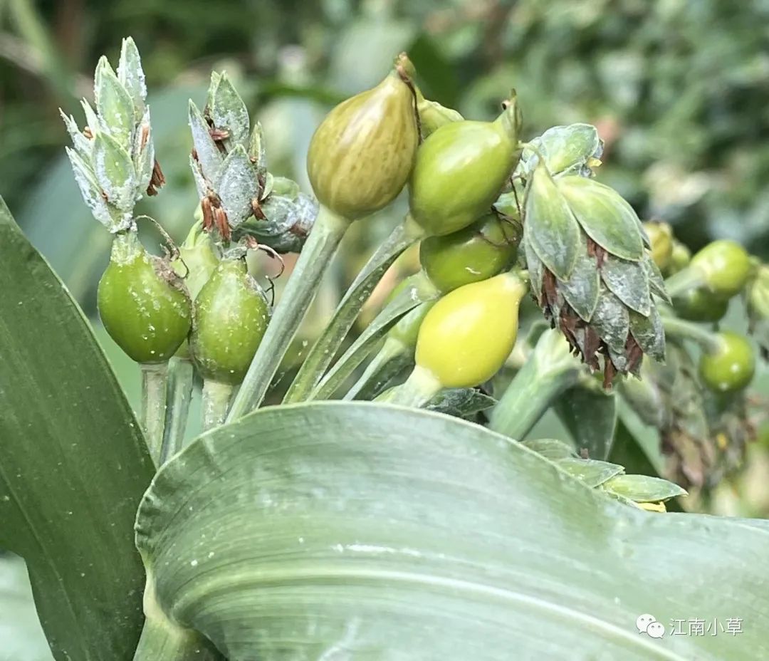 Analysis of Coix Seed (Yi Yi Ren) and Its Root in Traditional Chinese Medicine