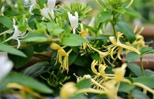 Clearing Heat and Detoxifying Herbs: Honeysuckle