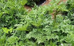 The Efficacy and Functions of Chuanxiong (Ligusticum chuanxiong) in Traditional Chinese Medicine