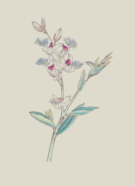 Exploring the Compendium of Materia Medica: A Masterpiece of Natural History