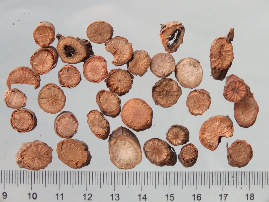 The Therapeutic Properties of Bai Shao and Chi Shao in Traditional Chinese Medicine