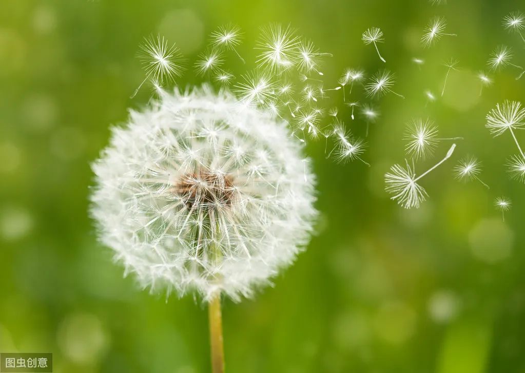 15 Classic and Practical Herbal Combinations for Clearing Heat and Detoxifying
