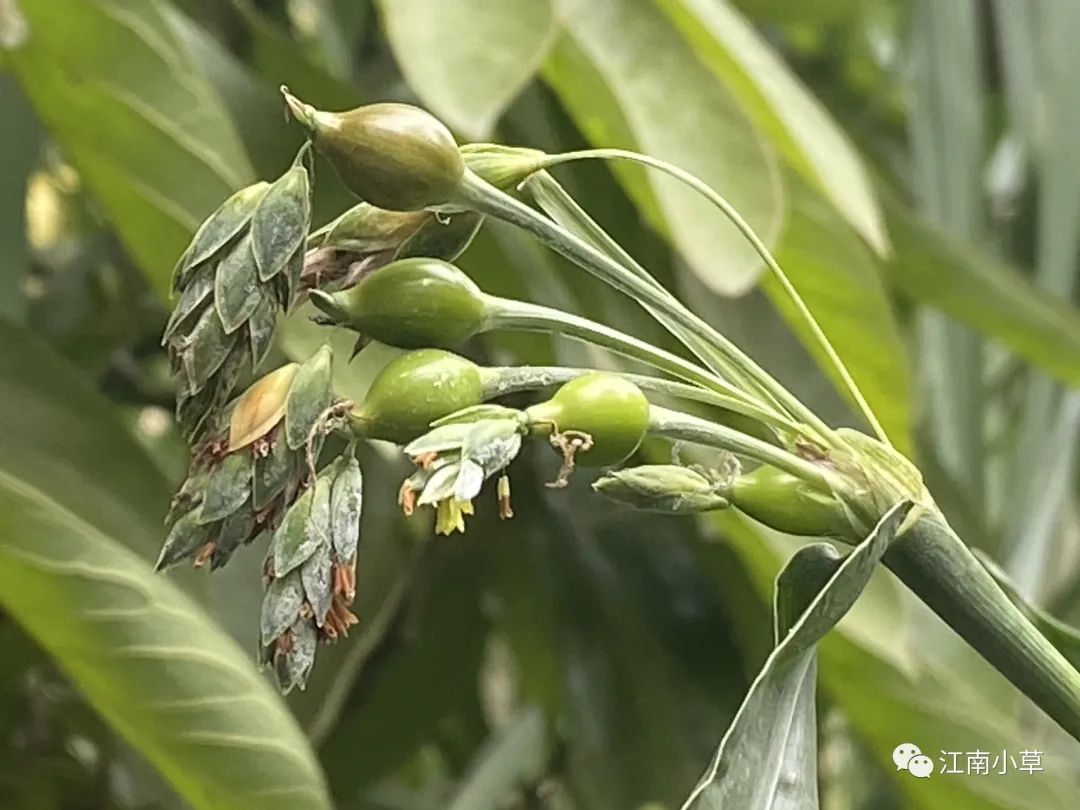 Analysis of Coix Seed (Yi Yi Ren) and Its Root in Traditional Chinese Medicine