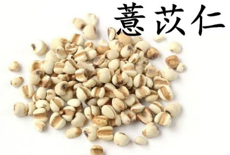 Learn About a Chinese Herb Every Day - Coix Seed (Yì Yǐ Rén)