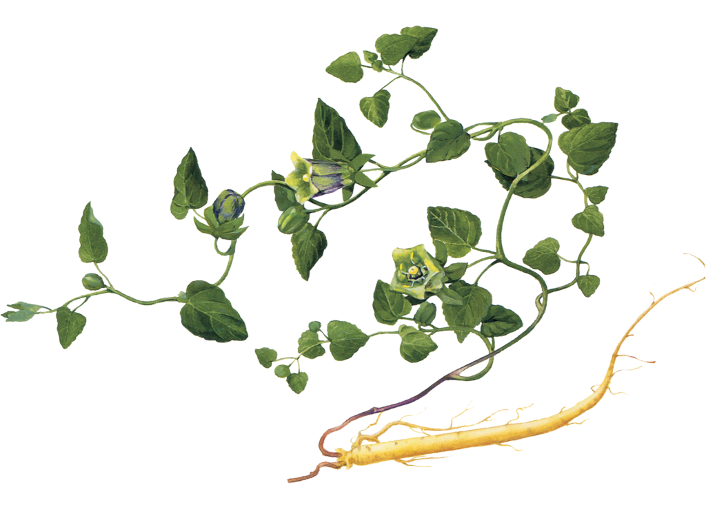 The Efficacy and Functions of Codonopsis (Dang Shen)