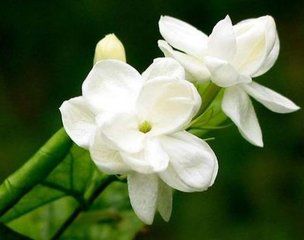 Understanding the Nine Methods of Clearing Heat and Detoxifying According to Zhang Zhongjing