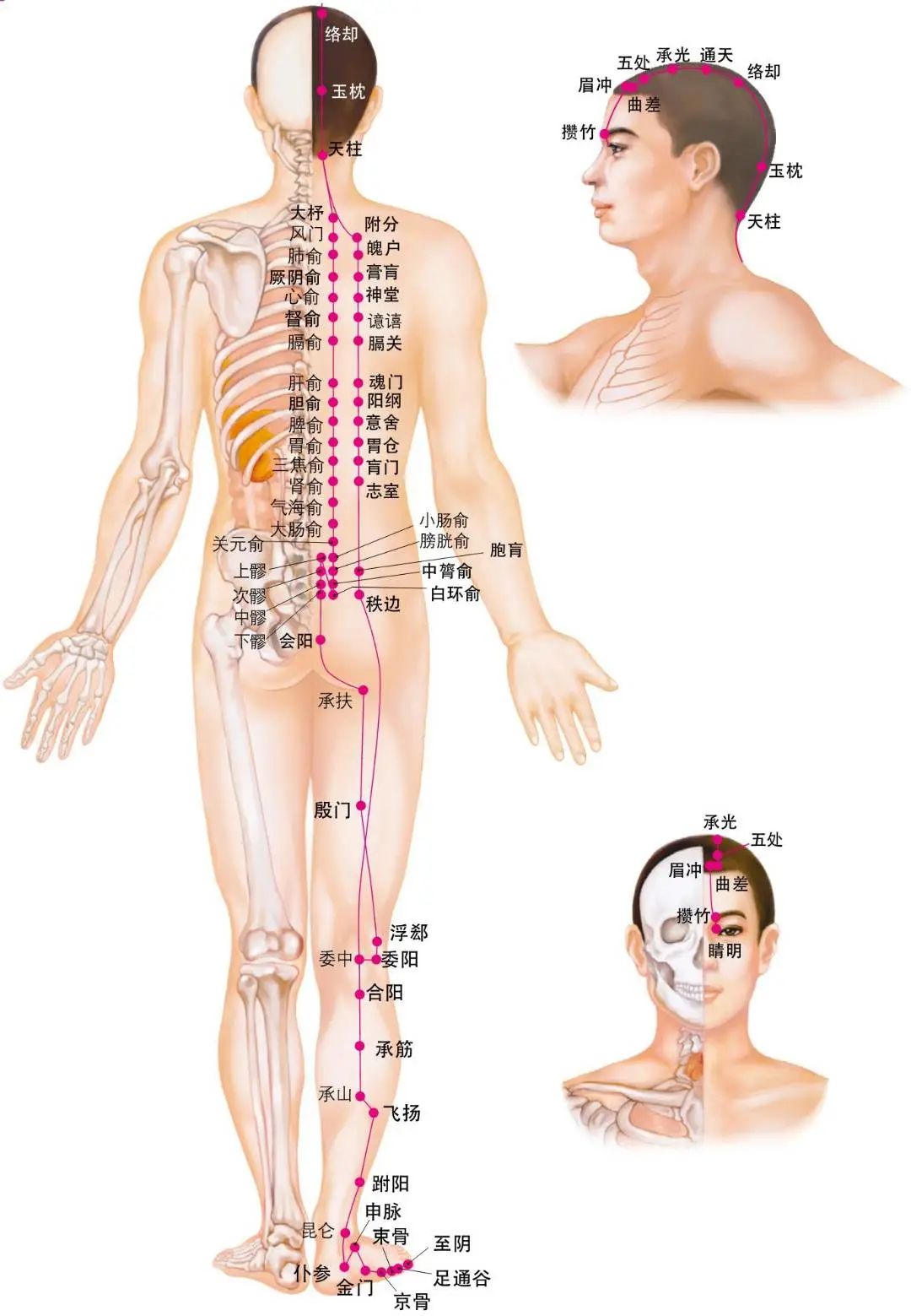 Diagram of the Twelve Meridians (Latest)