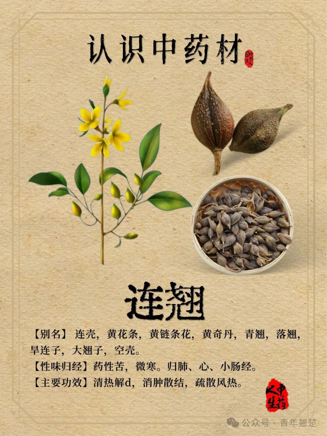 Forsythia: Nature's Golden Treasure and a Brilliant Gem of Traditional Chinese Medicine