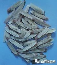 Traditional Chinese Medicine: Astragalus Root (Huang Qi)