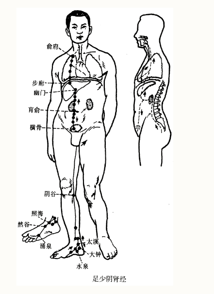 Illustration of the Twelve Meridians