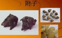 Main Effects of Aconite: Tonifying Fire and Assisting Yang, Dispelling Wind and Cold!