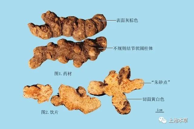 Understanding Cang Zhu (Atractylodes) in Traditional Chinese Medicine