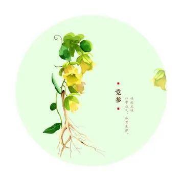 Introduction to Dang Shen (Codonopsis pilosula)